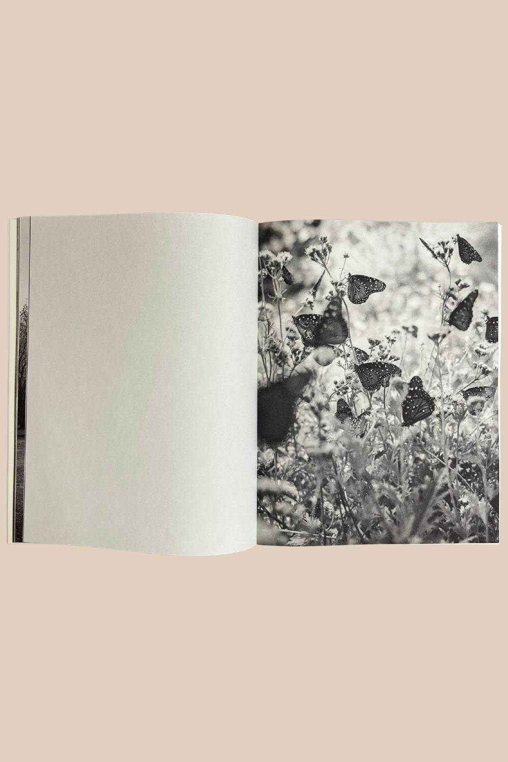 Emergence Vol. 6