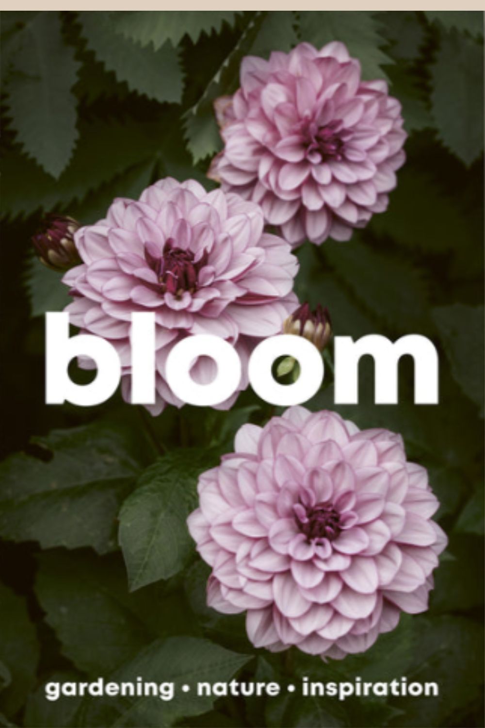 Bloom magazine cover issue 16