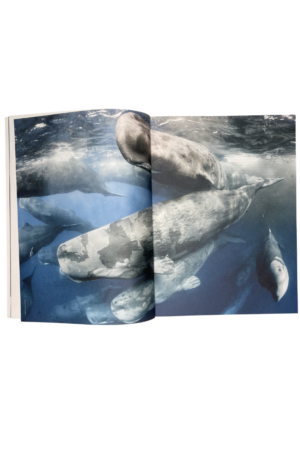 Sirene Issue 22