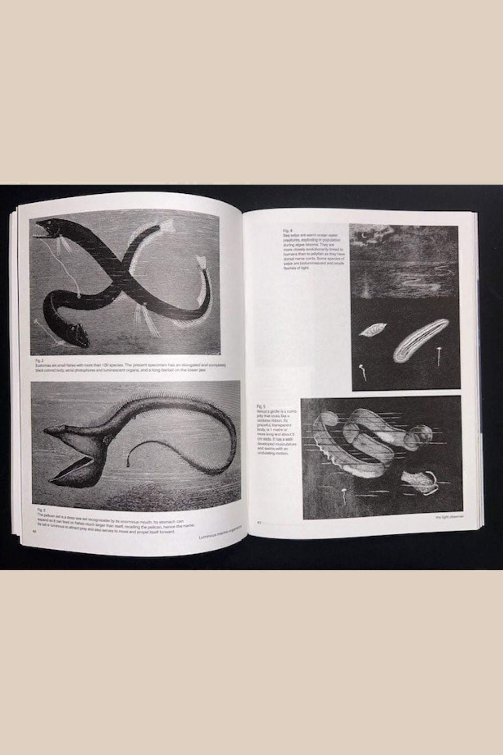 The Light Observer Issue 3