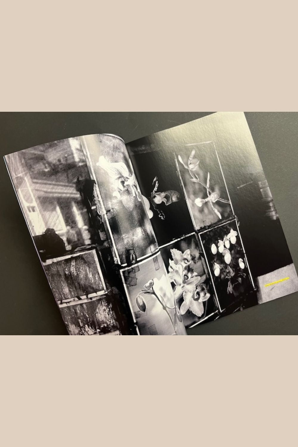 The Light Observer Issue 8