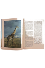 Lost Issue 11