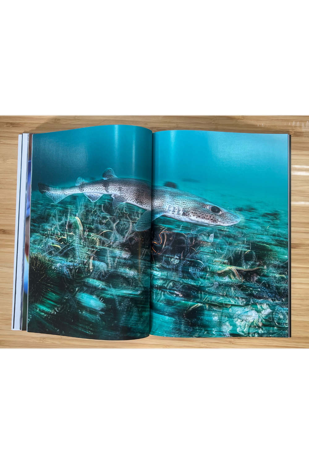 Oceanographic Issue 38