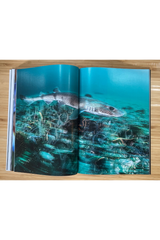 Oceanographic Issue 38