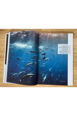Oceanographic Issue 38