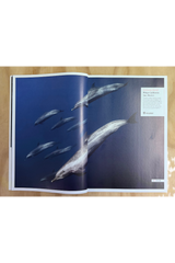 Oceanographic Issue 39