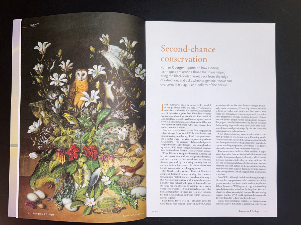Resurgence &amp; Ecologist, Issue 352, Choosing Peace