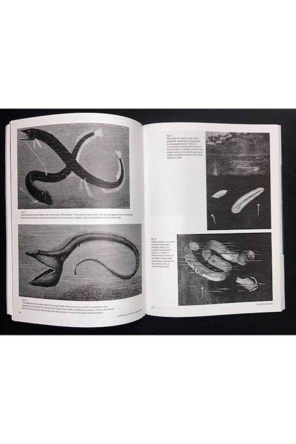 The Light Observer Issue 3