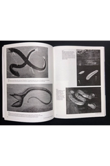 The Light Observer Issue 3