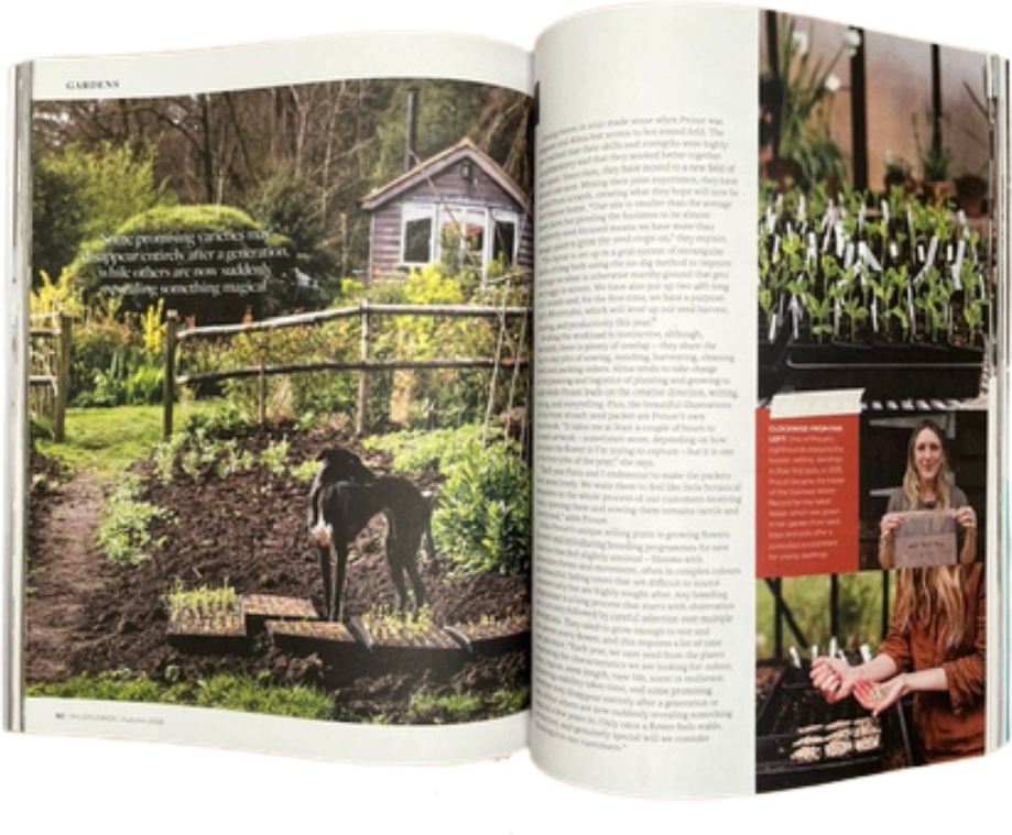 Wildflower Issue 27 Autumn 2026