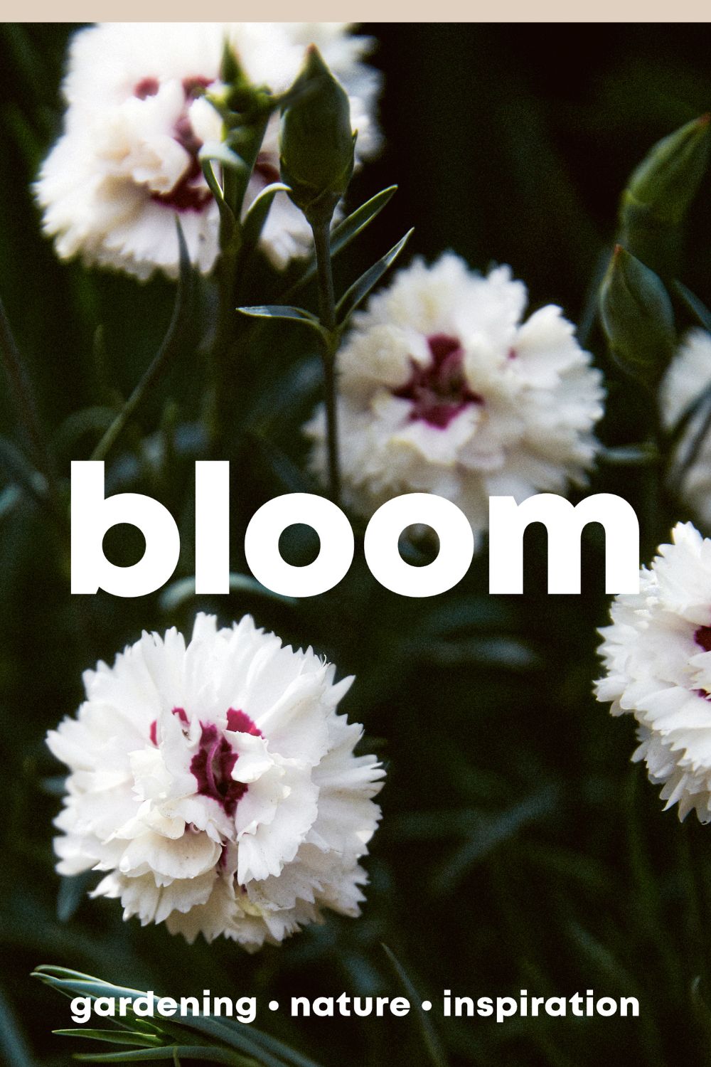 Bloom Magazine Issue 14