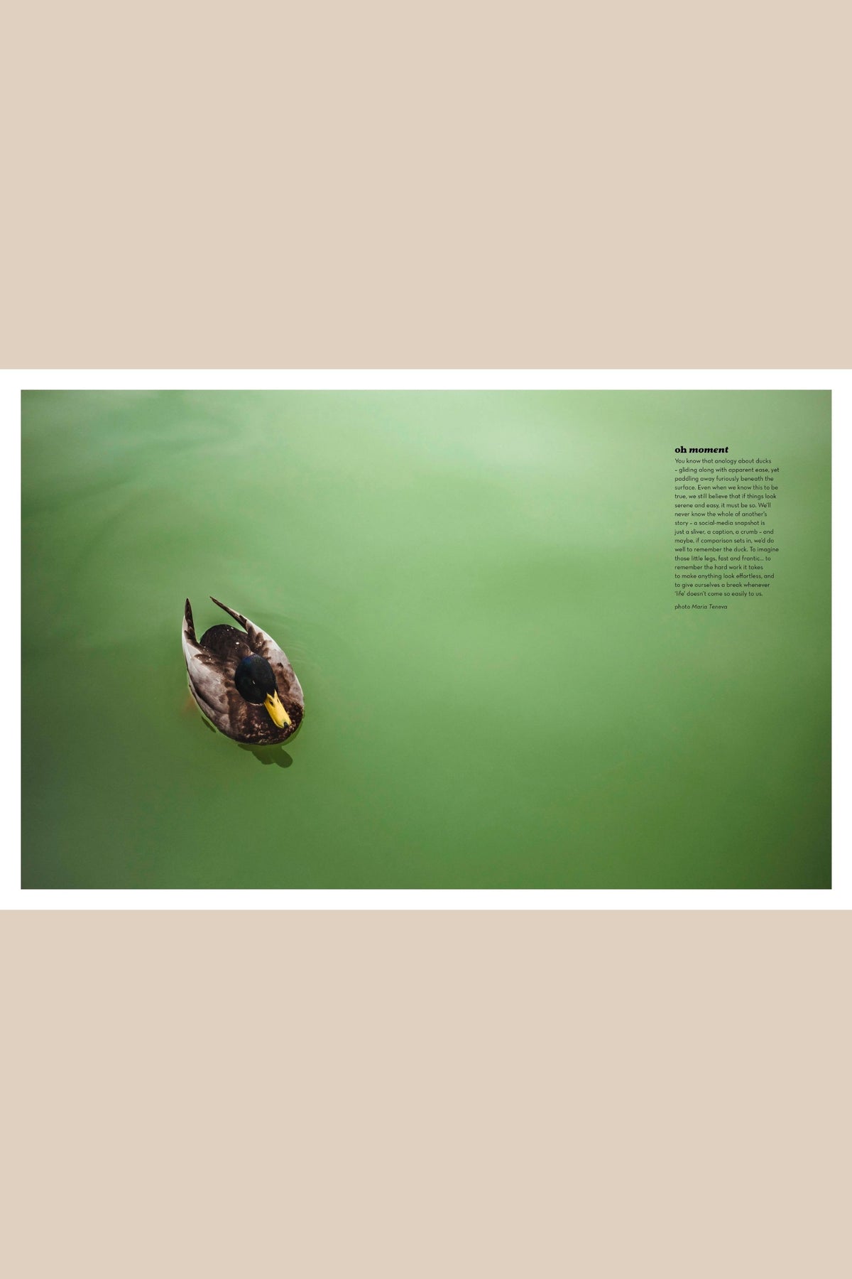 Photograph of duck on water - Oh Moment in Oh magazine